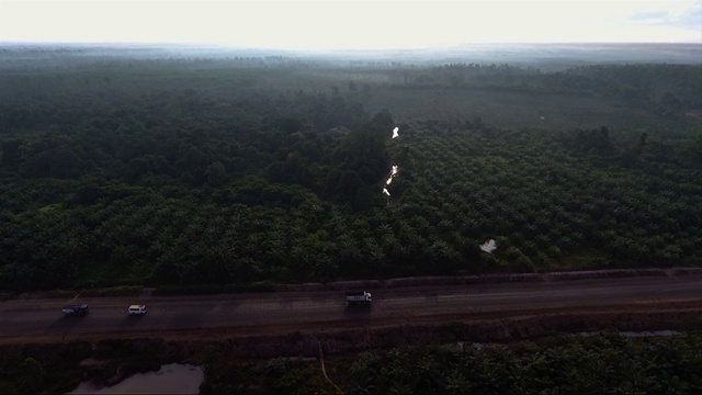 棕榈油种植园视频素材