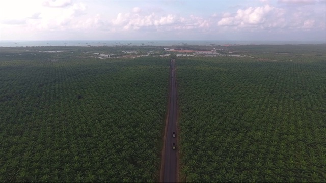 棕榈油种植园视频素材