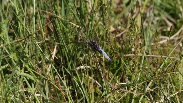 一只美丽的龙骨蜻蜓，Orthetrum bluulescens，栖息在英国一处沼泽边缘的芦苇上。然后它飞起来，回到栖息的地方。当它飞的时候，它要么是捕捉食物，要么是保护自己的领地不受其他蜻蜓的伤害。视频素材