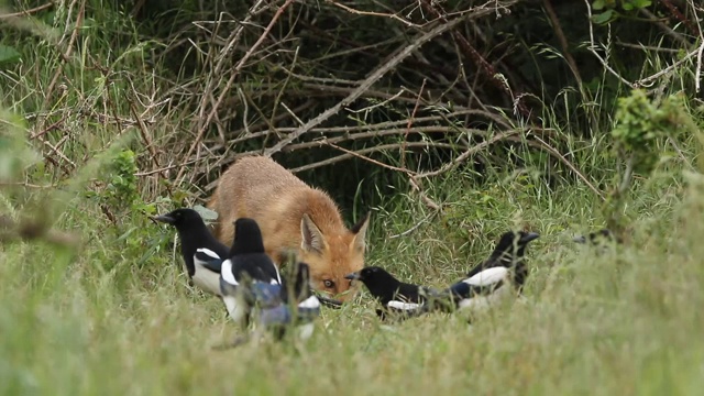 一只可爱的红狐狸幼崽，Vulpes Vulpes，正在它的巢穴的入口进食。一大群喜鹊在它前面等着，伺机偷它的食物。幼崽受到惊吓，跑回窝里，喜鹊得到了机会。视频素材