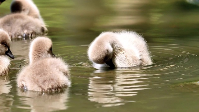 小黑天鹅在湖里游泳，可爱的毛茸茸的小天鹅在水面上漂浮，4k镜头慢镜头。视频素材