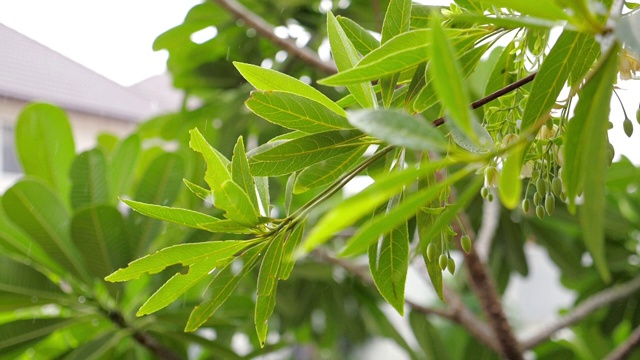 雨点落在绿叶上，慢镜头视频素材