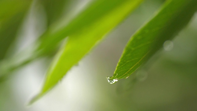 雨点落在绿叶上，慢镜头视频素材