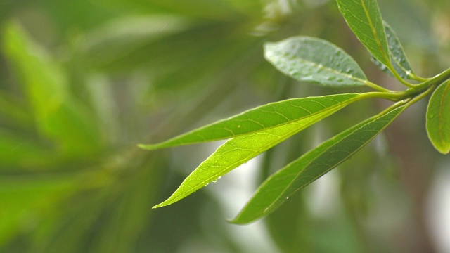 雨点落在绿叶上，慢镜头视频素材