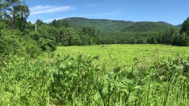 新罕布什尔州谢尔本附近白山的夏季草地视频素材