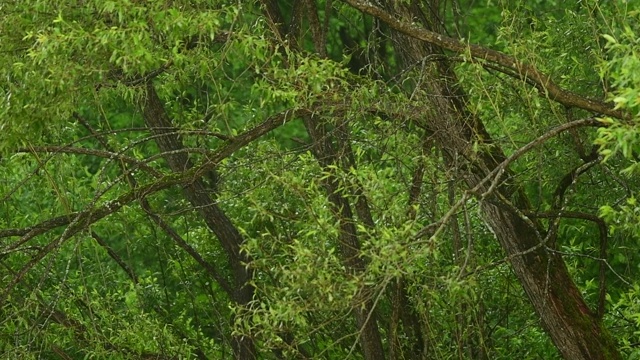 森林里倾盆大雨。Bieszczady山脉。波兰视频下载