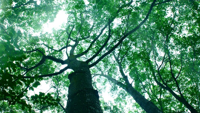 仰望落在森林里的雨水视频素材