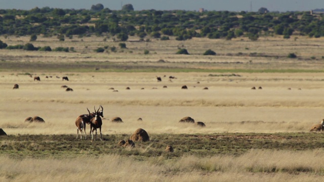 南非斯凡纳的Bontebok (Damaliscus pygargus)群视频素材