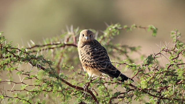 南非卡拉哈里大红隼(Falco rupicoloides)视频素材