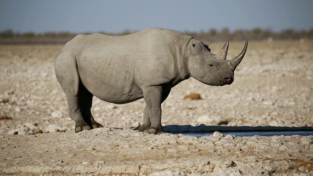 一只黑犀牛(Diceros bicornis)在一个水坑，埃托沙国家公园视频素材