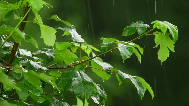 森林里倾盆大雨。Bieszczady山脉。波兰视频下载