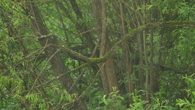 森林里倾盆大雨。Bieszczady山脉。波兰视频下载