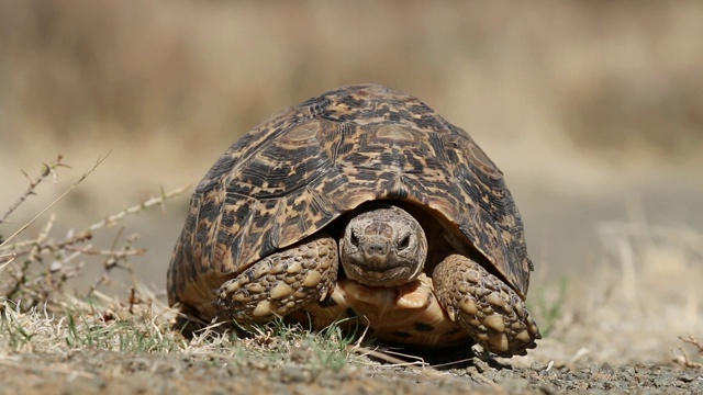 行走的豹龟(Stigmochelys pardalis)，南非视频素材