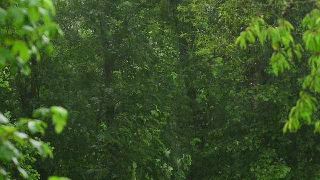 森林里倾盆大雨。Bieszczady山脉。波兰视频素材