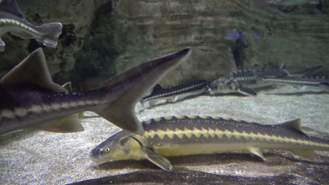 水族馆的生活视频素材