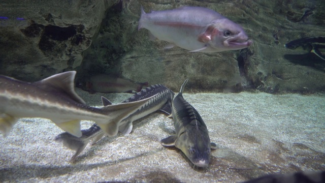 水族馆的生活视频素材