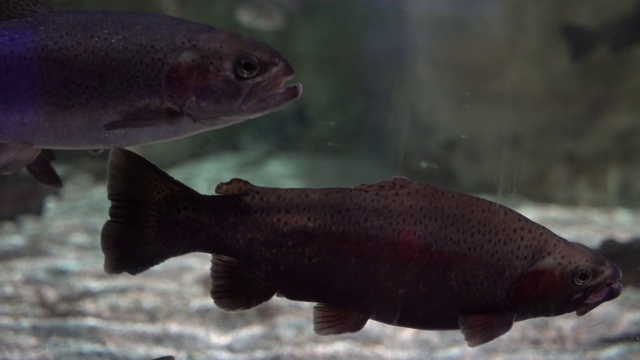 水族馆的生活视频下载