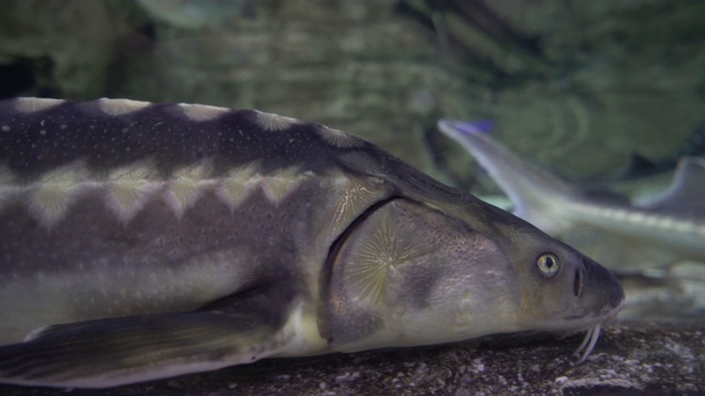 水族馆的生活视频下载