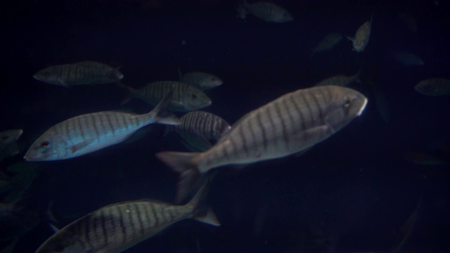 水族馆鱼类视频素材