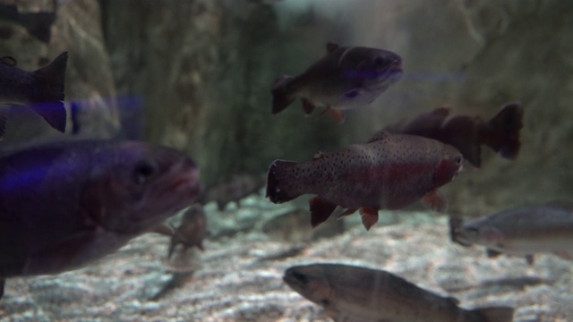 水族馆鱼类视频素材