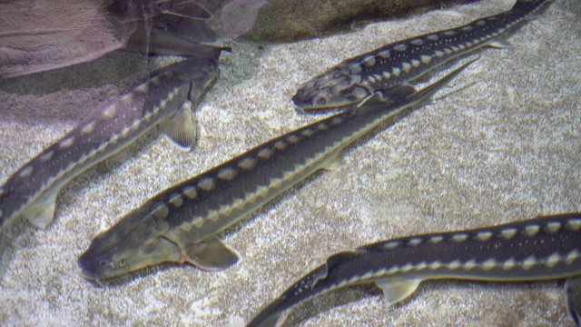 水族馆的生活视频素材