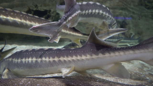 水族馆的生活视频下载