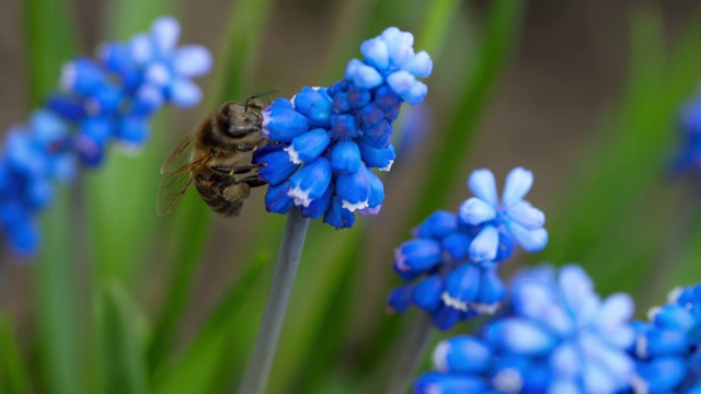 蜜蜂在麝香花上视频素材