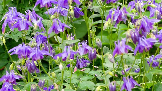 大黄蜂在水仙花上视频素材