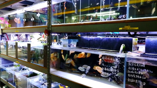 街边市场上的一家水族商店视频素材