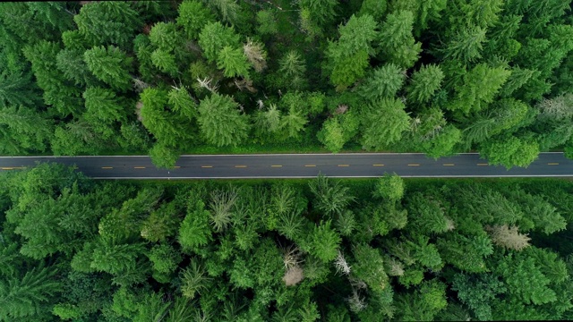 空中攀登:环山公路通过亮绿色，尖森林-环山公路，华盛顿视频素材