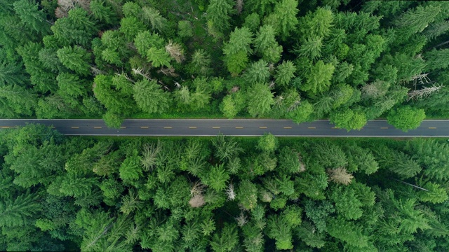 空中封锁:Mount Loop公路通过亮绿色，Pointy Forest - Mount Loop公路，华盛顿视频素材