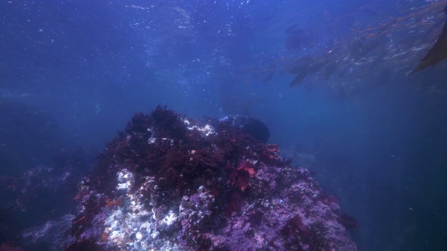 广角:海狮在海洋表面游泳探索珊瑚礁-蒙特雷，加州视频素材