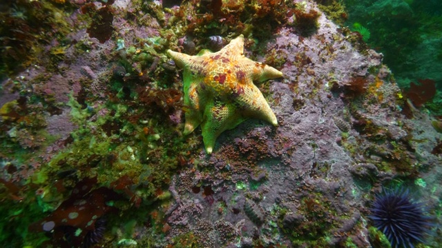 广角:不同种类的海星，海螺和海胆在珊瑚卡密尔，加州视频素材