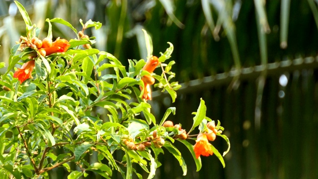 石榴花视频素材