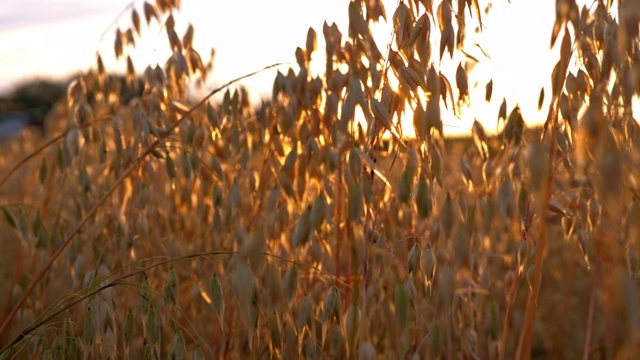 近距离观察夕阳下阳光下的金色燕麦视频素材