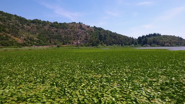 空中的睡莲叶子在水和山视频素材