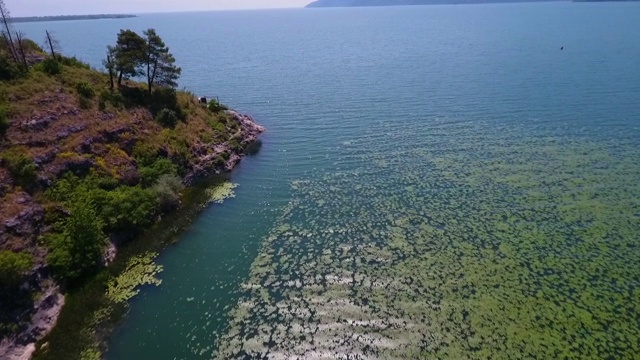 有睡莲叶子的海洋和森林的高角度视频素材