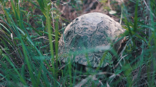 龟龟慢吞吞地穿过绿草如茵的场景，慢吞吞地看着镜头里古老古老的濒危热带野生动物视频素材