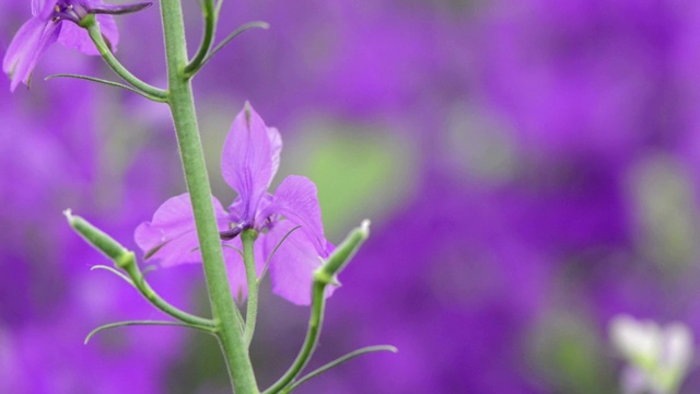 紫色的白芷花，近处视频素材