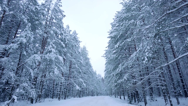 摄影机在美丽的白雪覆盖的森林道路上缓缓移动。冬天的圣诞节气氛视频素材