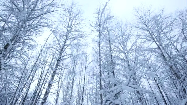 Сamera经过积雪的树木在冬天的森林。寒冷的冬天路视频素材