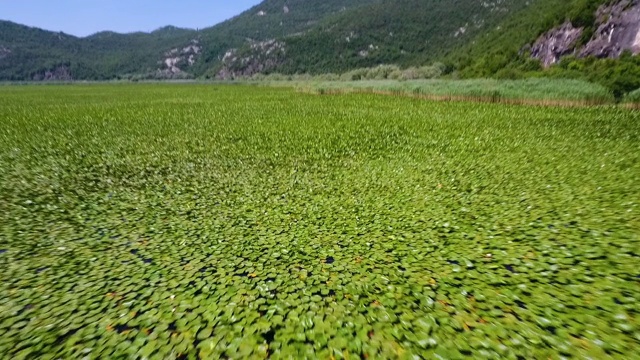 在被睡莲覆盖的湖面上拍摄视频素材