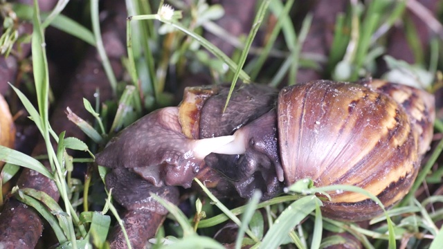 巨型非洲蜗牛交配视频素材