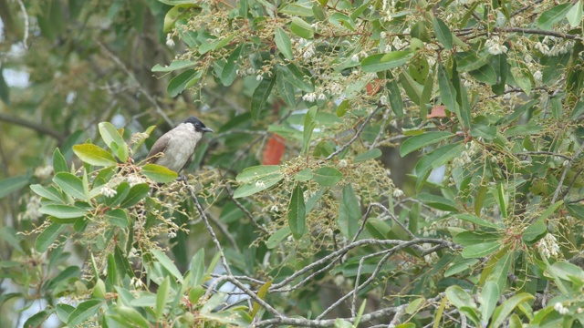 栖息在树冠上的红须白头翁视频素材