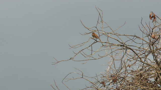 麻雀在树冠上休息视频素材