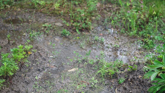 雨在前院视频素材