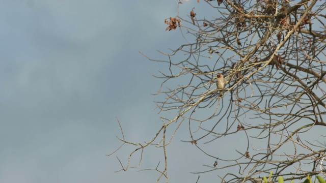树冠上有鳞胸的文鸟视频素材