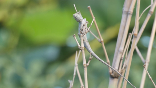蜥蜴爬在竹枝上视频素材