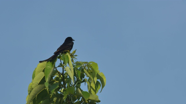黑色卷尾燕展开翅膀视频素材