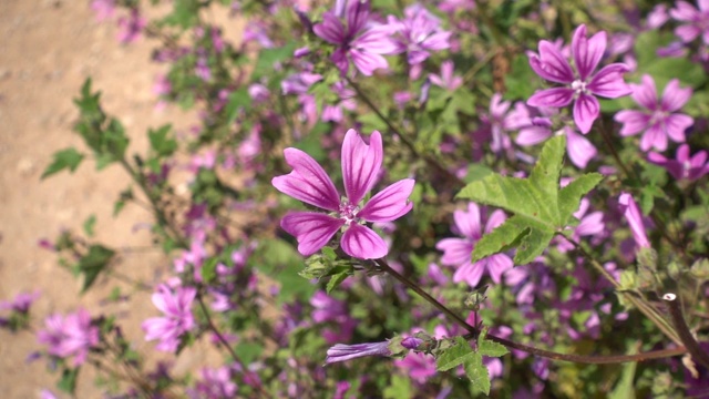 蜜蜂从紫色的花朵上采集花粉，飞走了视频素材